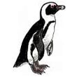 African_penguin.jpg