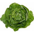 Bibb_lettuce.jpg