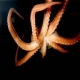 Squid_tentacles.jpg