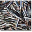 anchovies.jpg