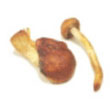 chestnut_mushroom.jpg