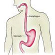 esophagus.jpg