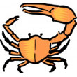 fiddler_crab.jpg
