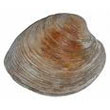 hard-shell_clam.jpg